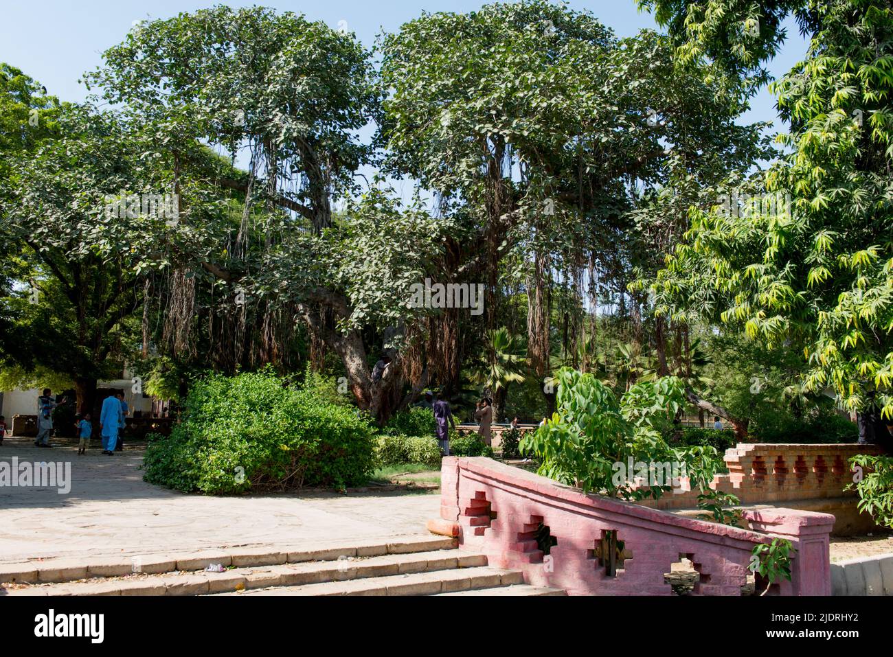 Vista panoramica dell'albero allo zoo di Karachi (Gandhi Garden). Foto Stock