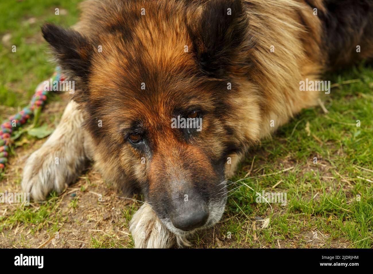 cane pastore tedesco. Il cane triste si trova a terra. Primo piano della testa di un cane. Foto Stock