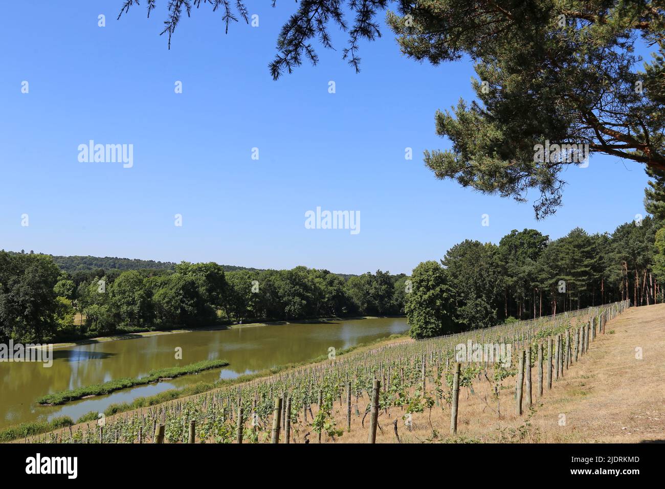 Vigneto, Painshill Park, Cobham, Surrey, Inghilterra, Gran Bretagna, Regno Unito, Europa Foto Stock