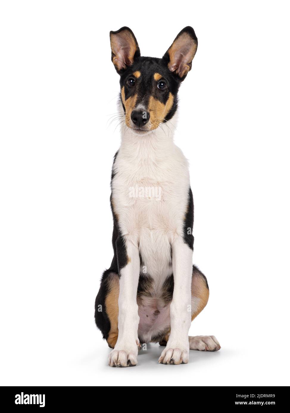 Carino giovane e liscio Collie cane, seduto di fronte. Guardando verso la fotocamera. Isolato su sfondo bianco. Foto Stock