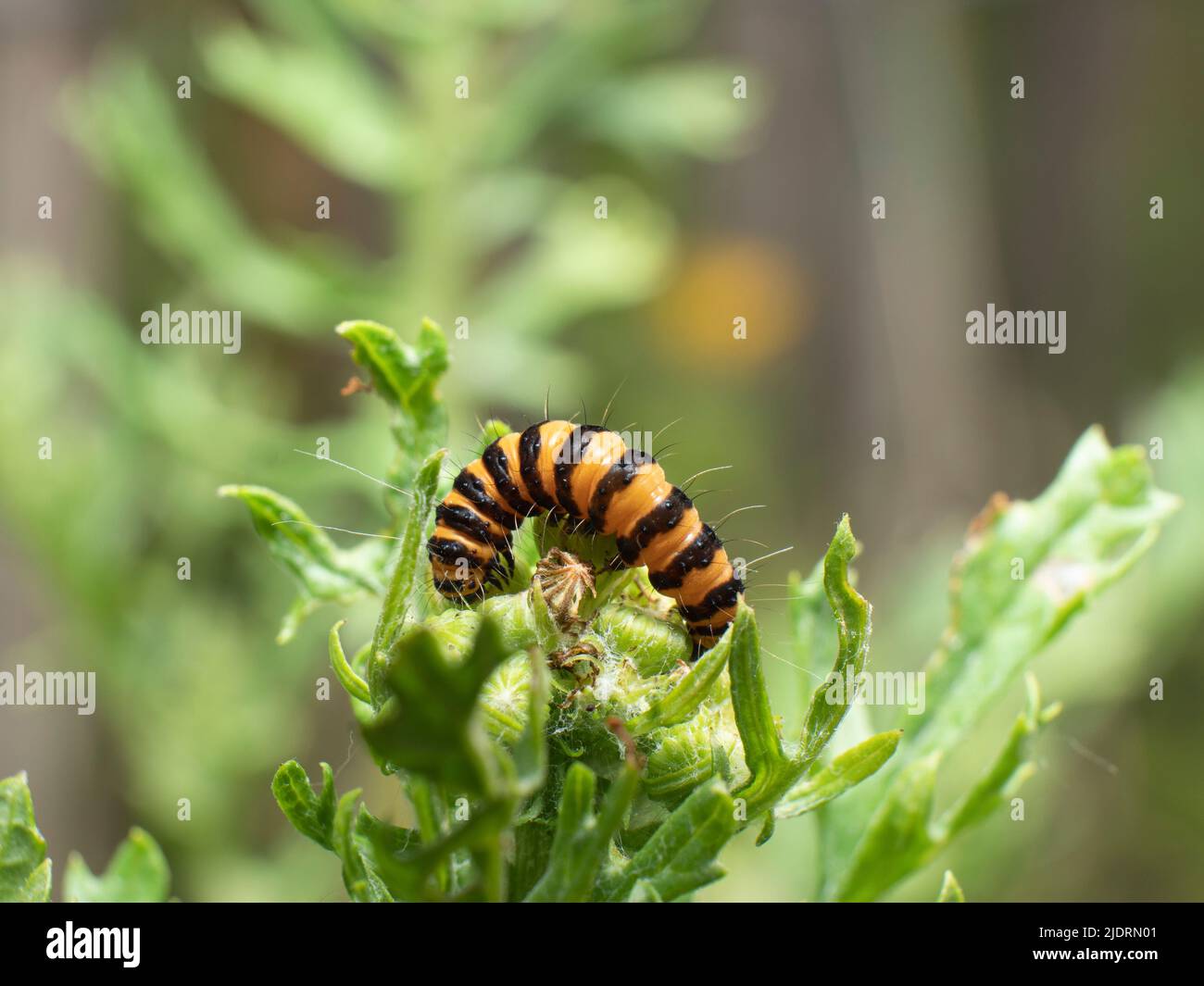 il cinghiale della farfalla di Cinnabar mangia il verde del ragwort Foto Stock