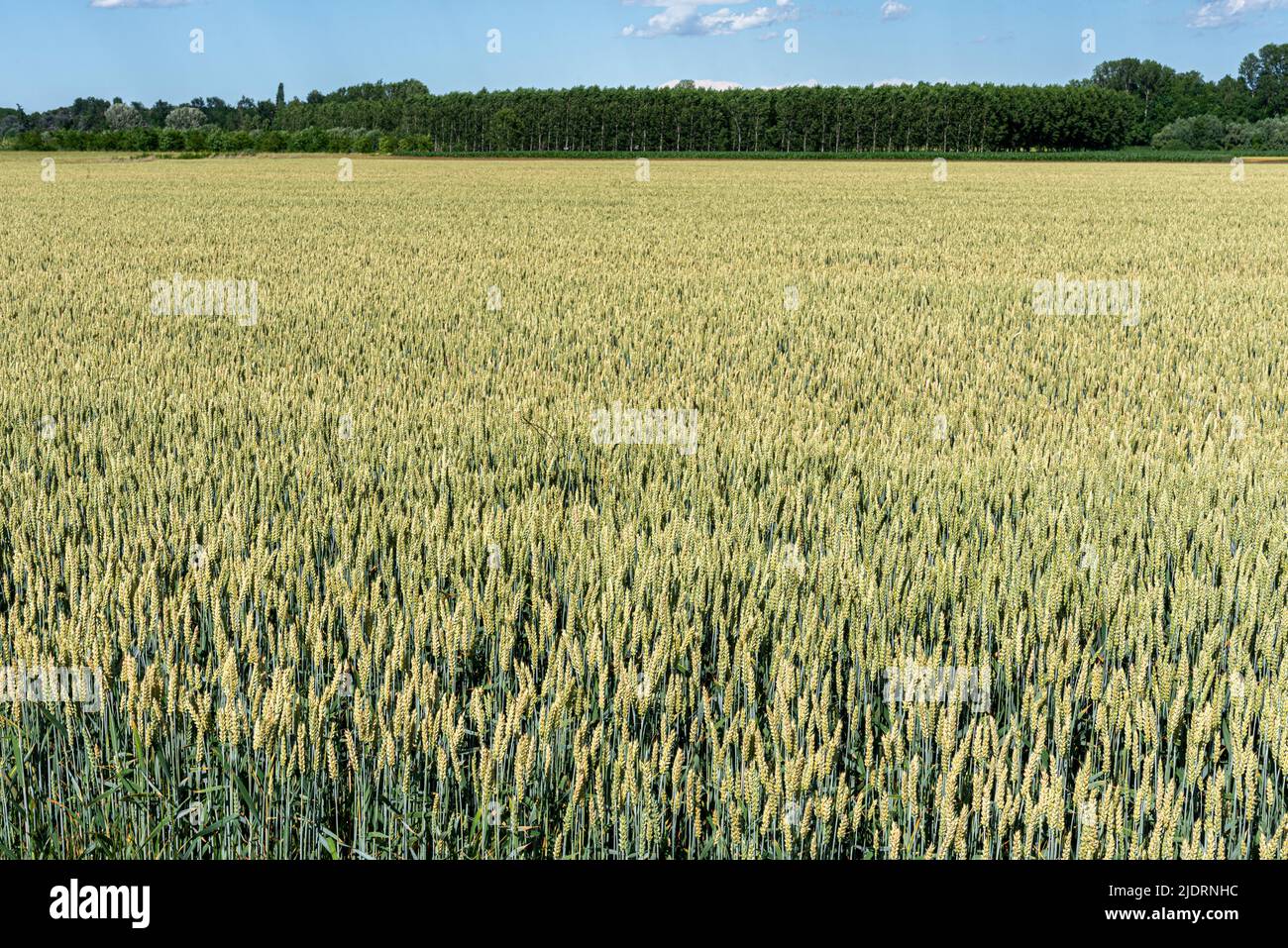 Campo di grano verde in primavera con alberi di pioppo sullo sfondo della valle del po in provincia di Cuneo Foto Stock