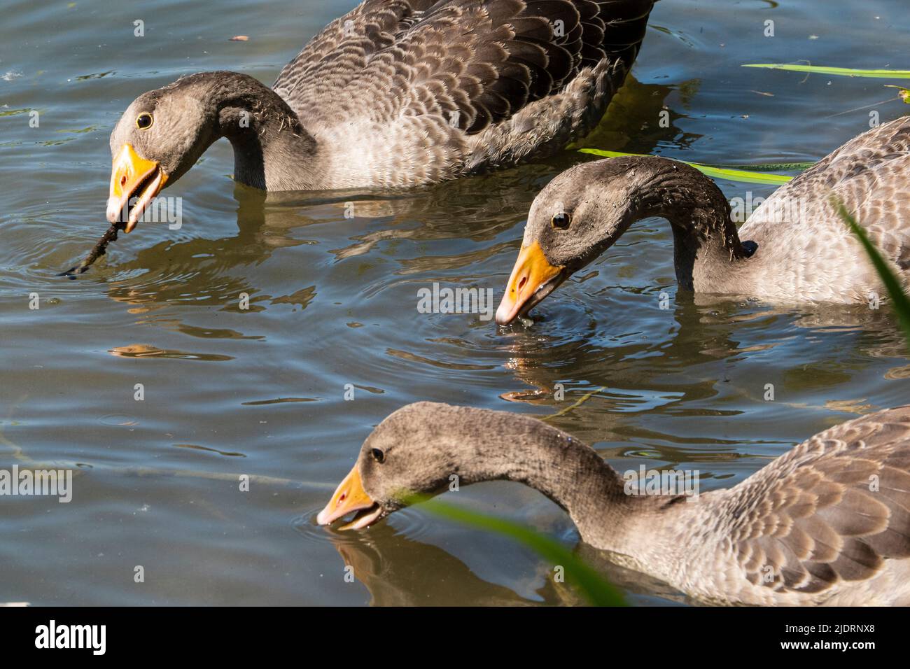 tre oche grigie nuotano nel lago e cercano cibo Foto Stock