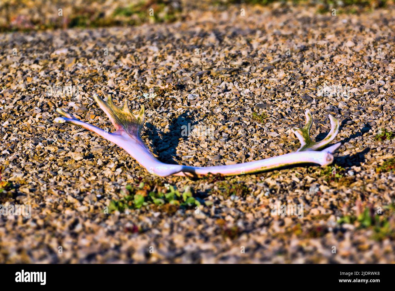 Un corno di renna perso (mewing) è rimosso dal terreno congelato. Deserto polare (freddo) Foto Stock