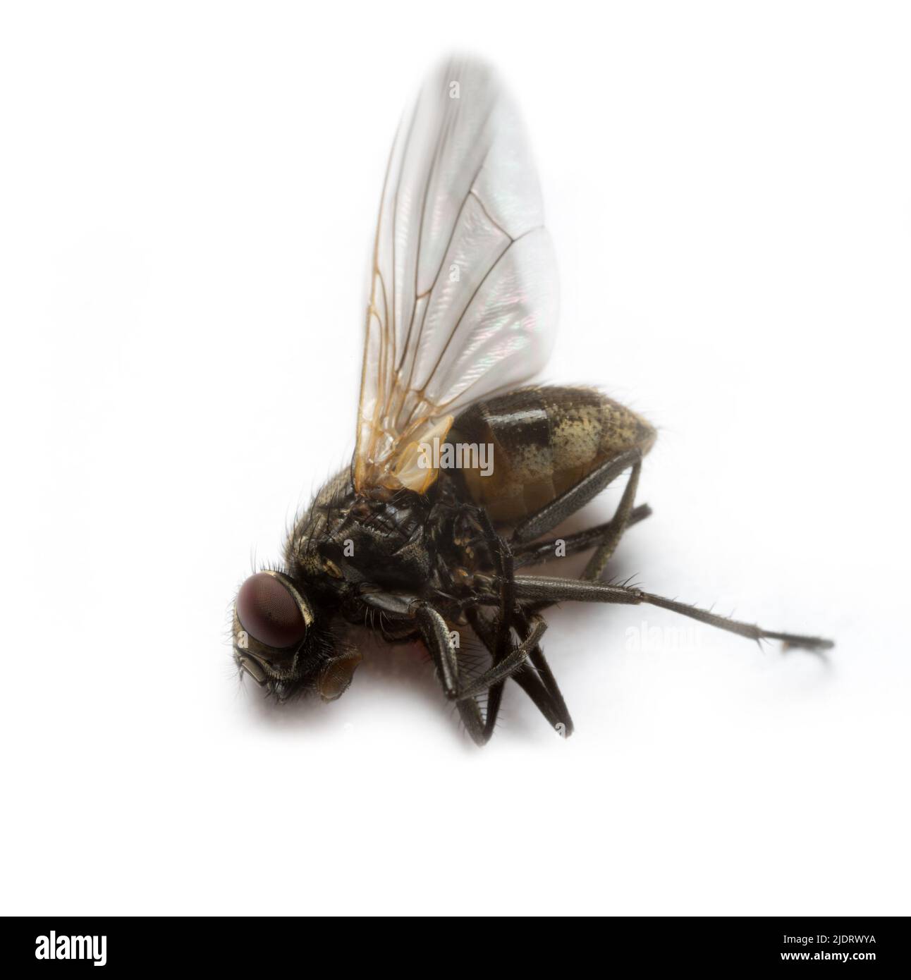 Fly patta. Uccidi la mosca. Morto volare. Distruzione delle mosche come portatori di infezione batterica, conformità con le norme igieniche. Isolato su bianco. C estrema Foto Stock