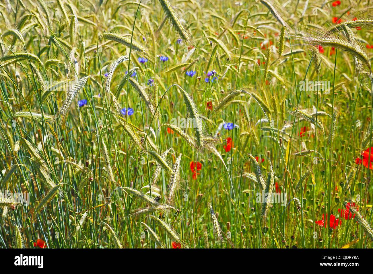Closeup telaio pieno di isolato campo di spighe di grano verde, fiori di papavero blu e rosso Foto Stock