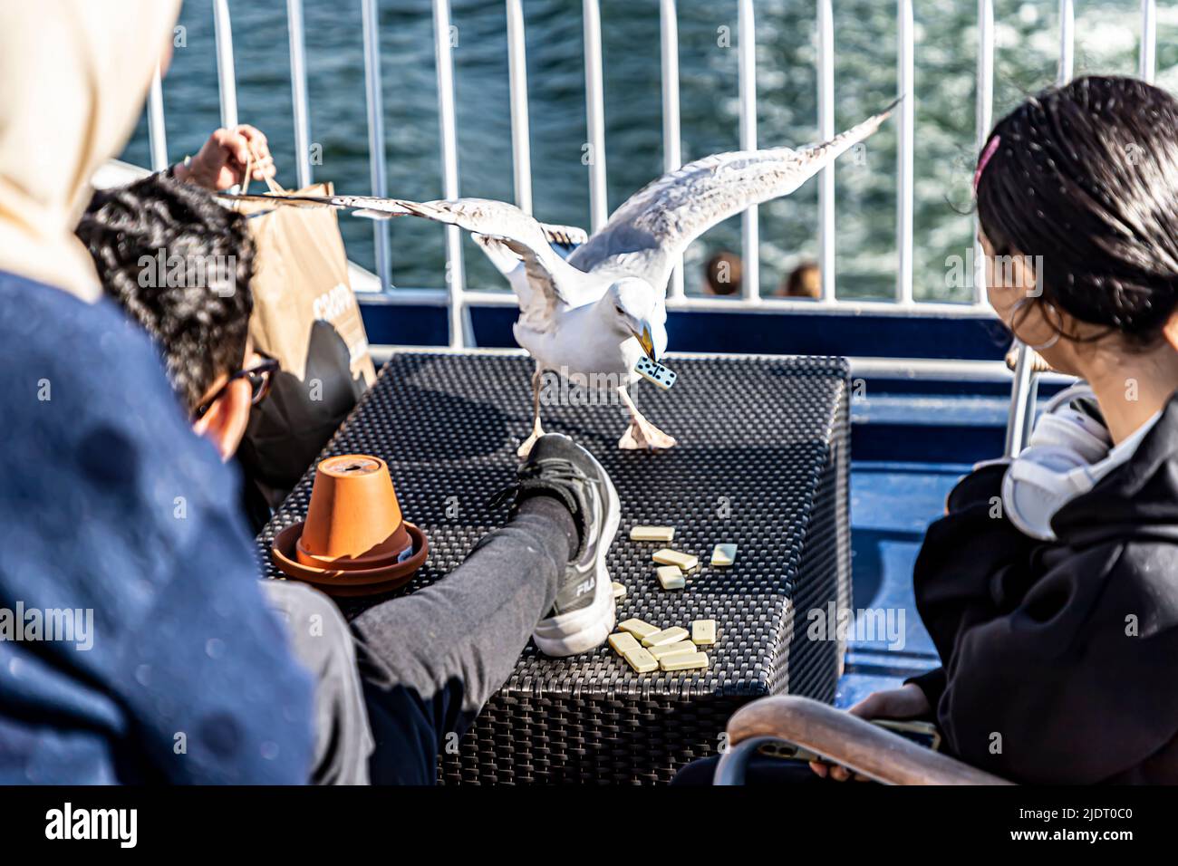 Gull snatching una tessera domino da parte dei passeggeri che giocano a un tavolo sul ponte di un cruiseferry. Uno dei passeggeri sta cercando di spaventare l'uccello. Foto Stock