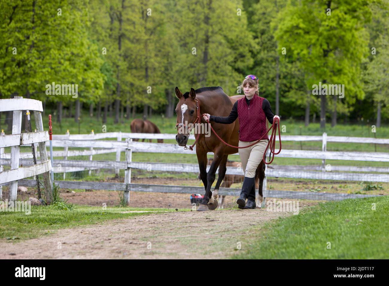 Donna che conduce un cavallo su un sentiero in una fattoria di cavalli. Foto Stock