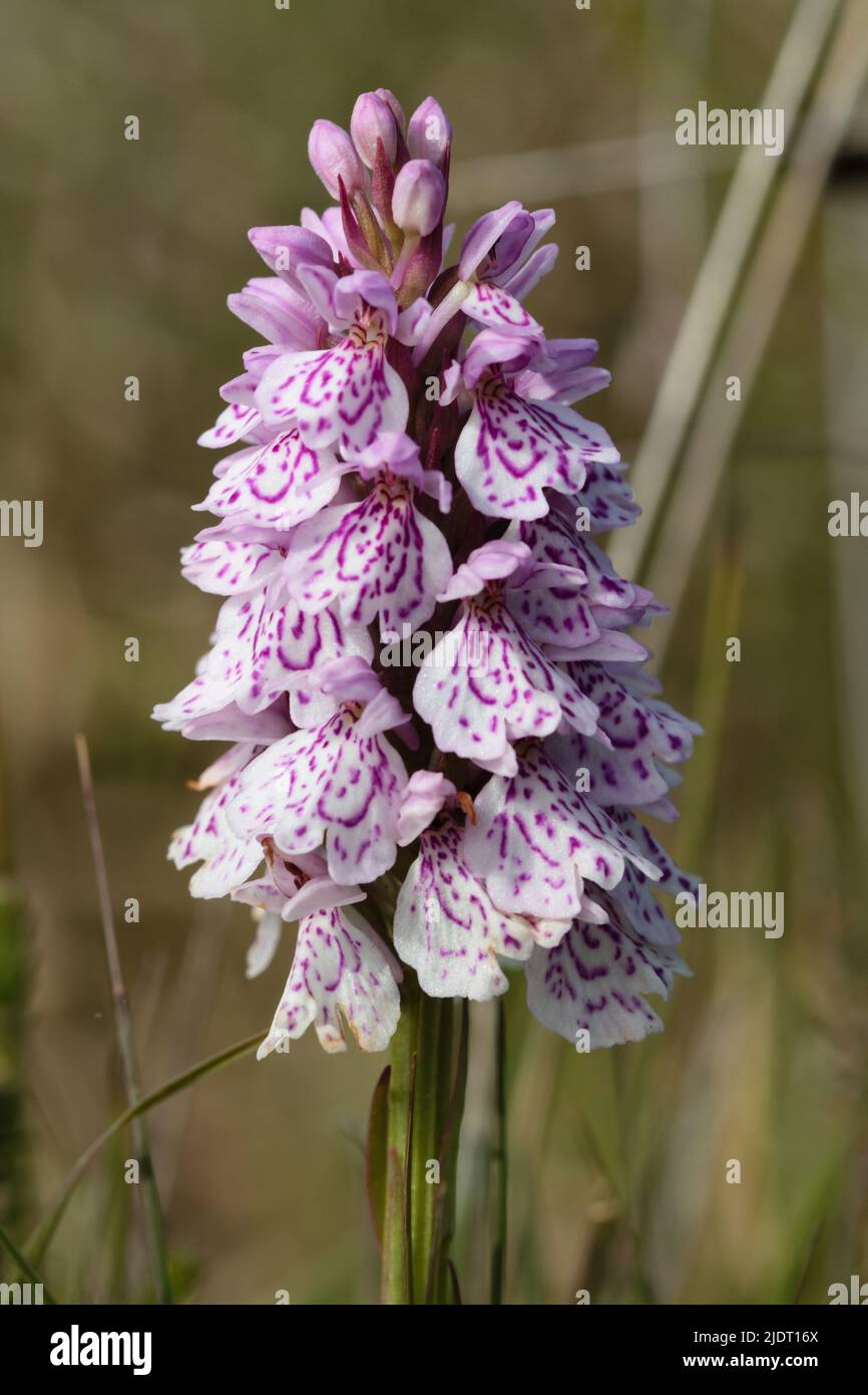 Heath avvistato-orchidea su Goonhilly Downs, il Lizard, Cornovaglia Foto Stock