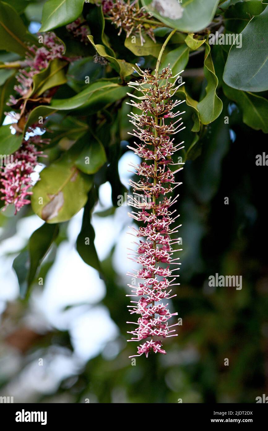 Racema di fiori rosa di un nativo australiano Macadamia, famiglia Proteaceae. Endemico del nuovo Galles del Sud settentrionale e del Queensland Foto Stock