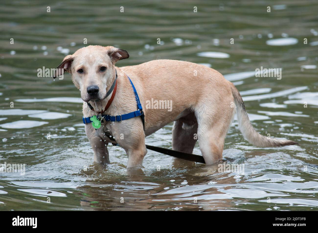 Giovane cane tan che gioca in acqua Foto Stock