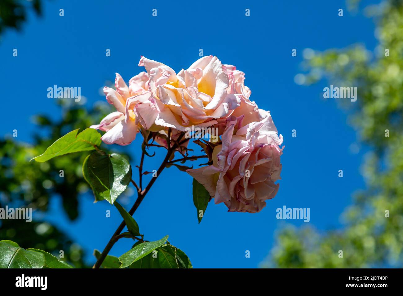 Una rosa rosa in fiore con un cielo blu alle spalle Foto Stock