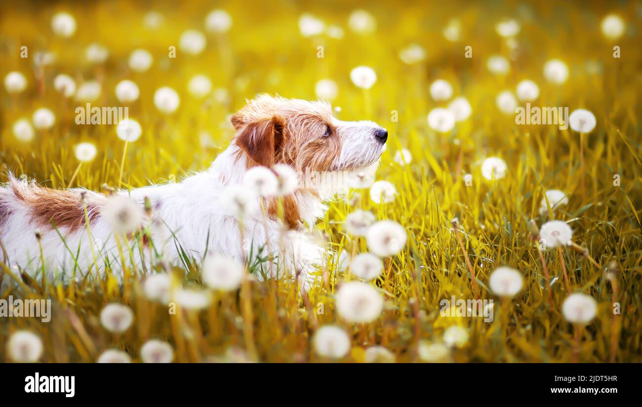 Felice cane animale domestico di razza bianca piccola sana che guarda nell'erba con fiori di palla di dente di leone. Banner primavera, estate. Foto Stock