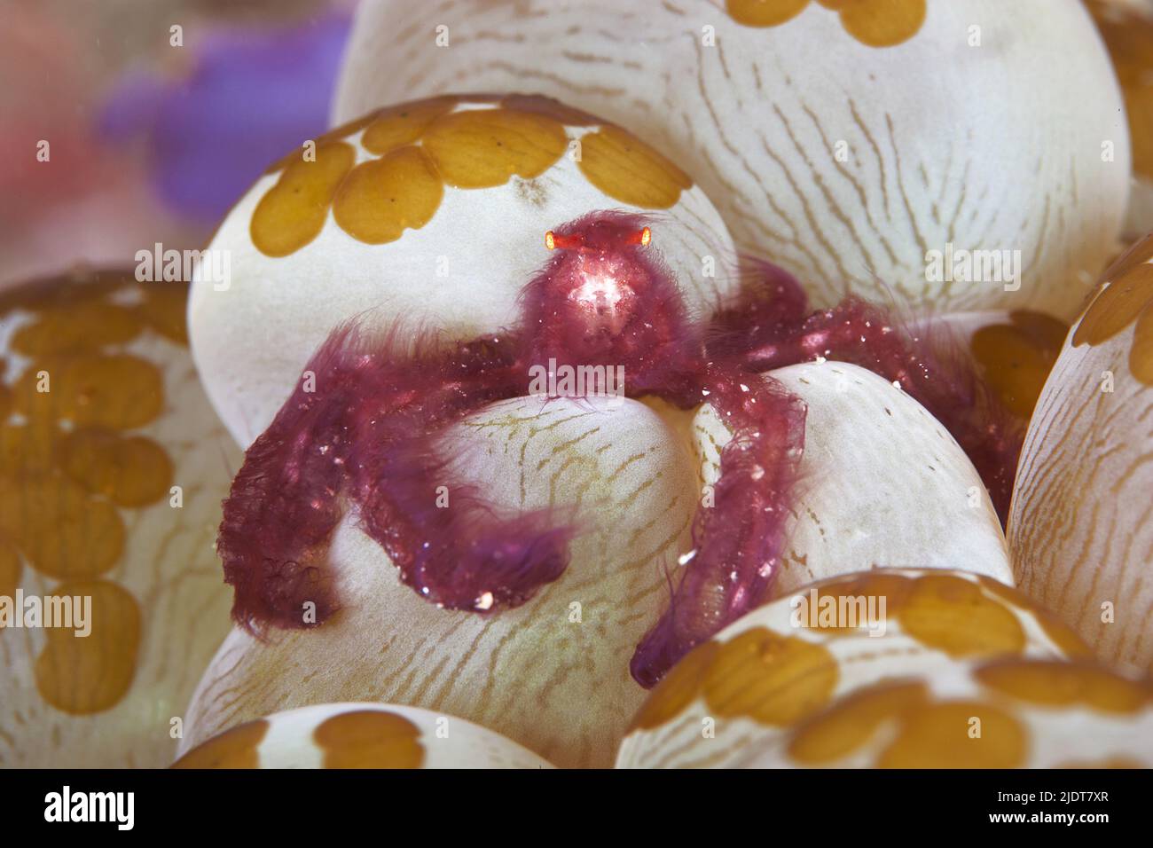 Granchio di Orangutan (Achaeus japonicus), simbiosi con corallo a bolle (Plerogyra sinusosa), flatworm parassiti (Waminoa sp.), Isole Salomone Foto Stock