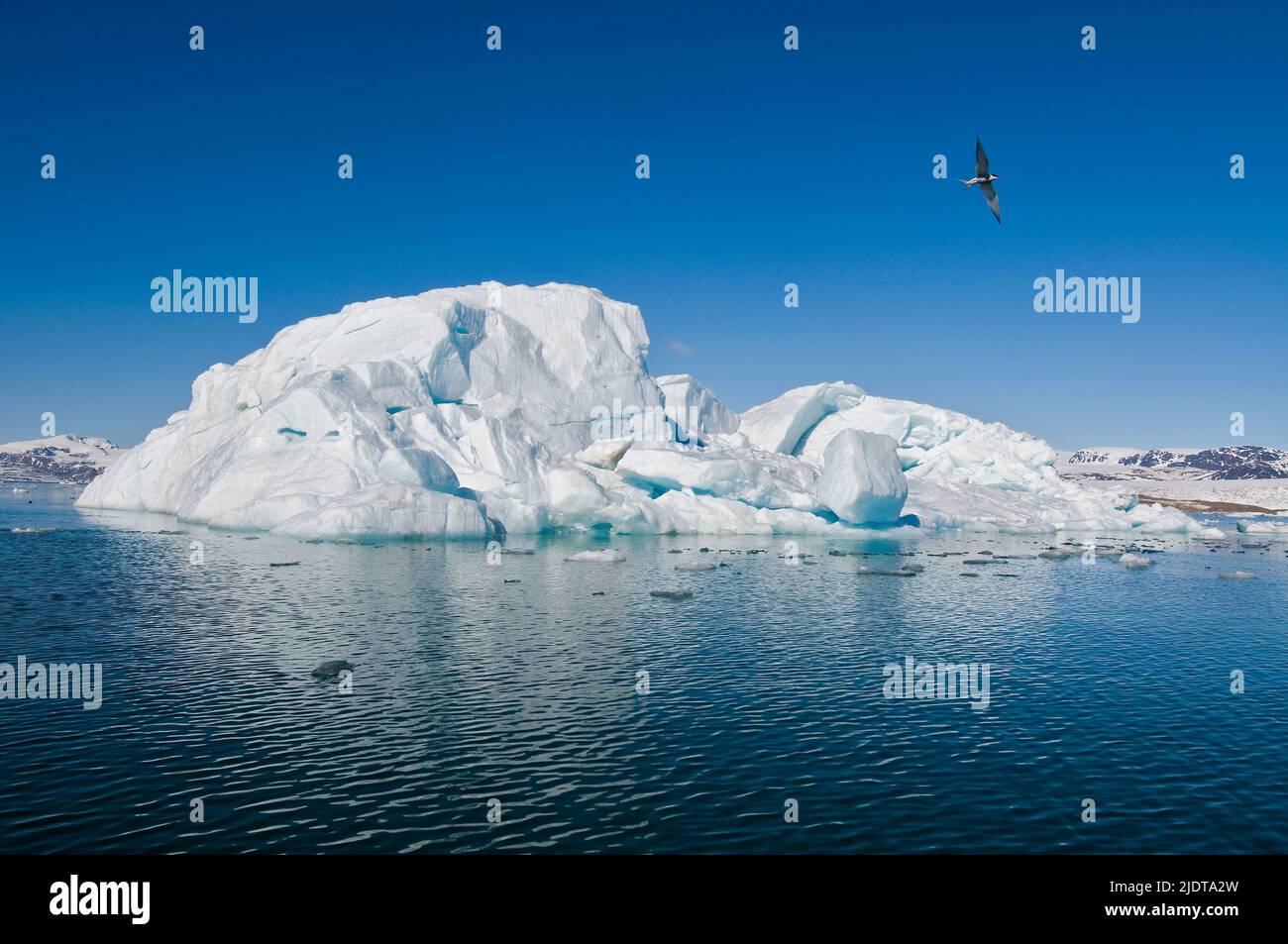 Artic Tern e iceberg nel fiordo di Re, Spitsbergen, Svalbard nel giugno 2008. Foto Stock