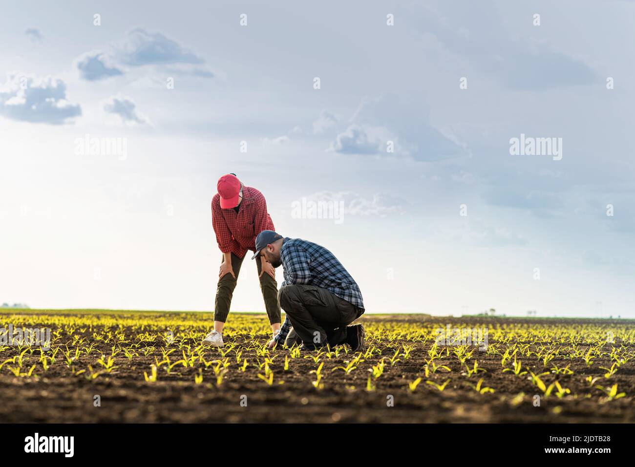 I giovani agricoltori esaminato piantato frumento nei campi Foto Stock