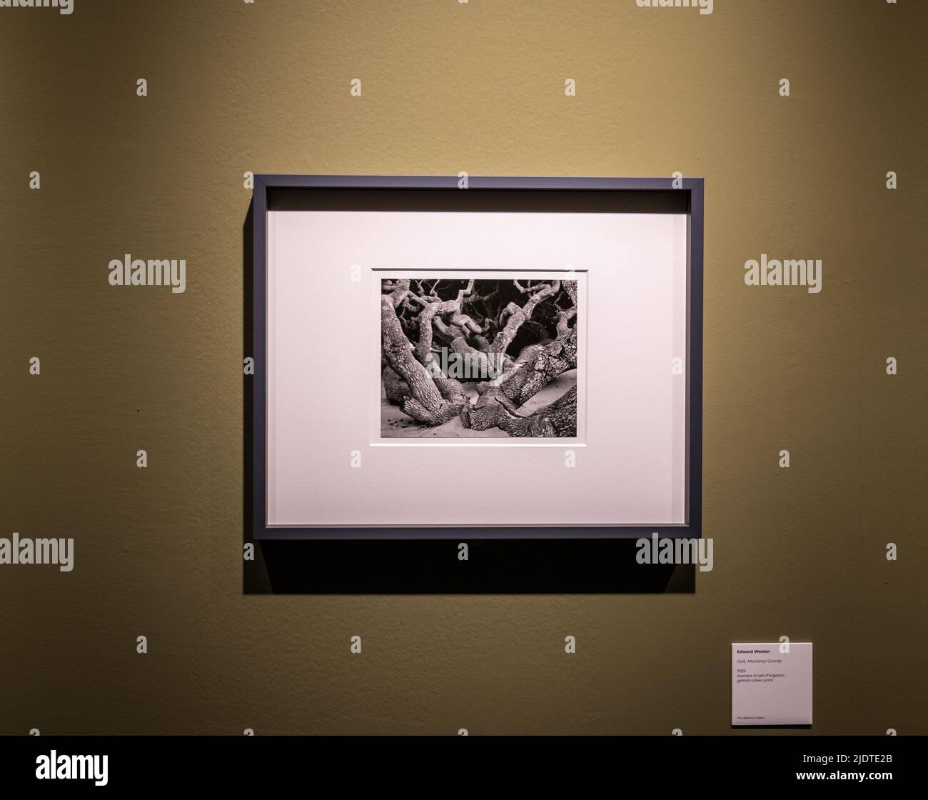 Edward Henry Weston (1886-1958) famosa fotografia 'Oak, Monterey County' – 1929. Mostra al Museo Santa Giulia di Brescia, Italia, Europa. Foto Stock