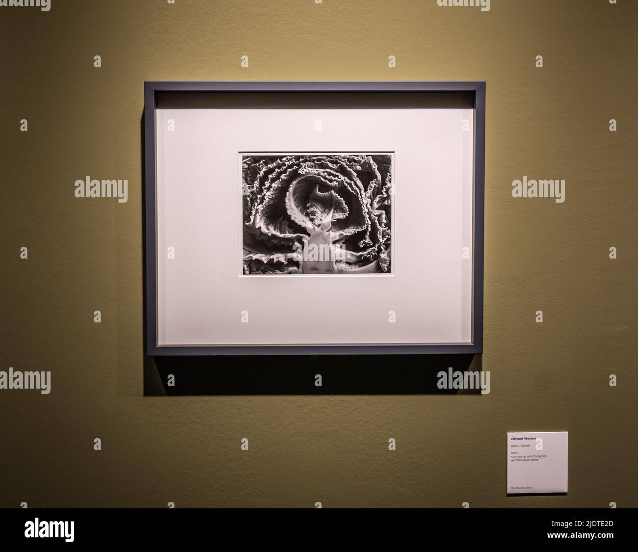 Edward Henry Weston (1886-1958) famosa fotografia 'Kale, dimezzata' – 1930. Mostra al Museo Santa Giulia di Brescia, Italia, Europa. Foto Stock