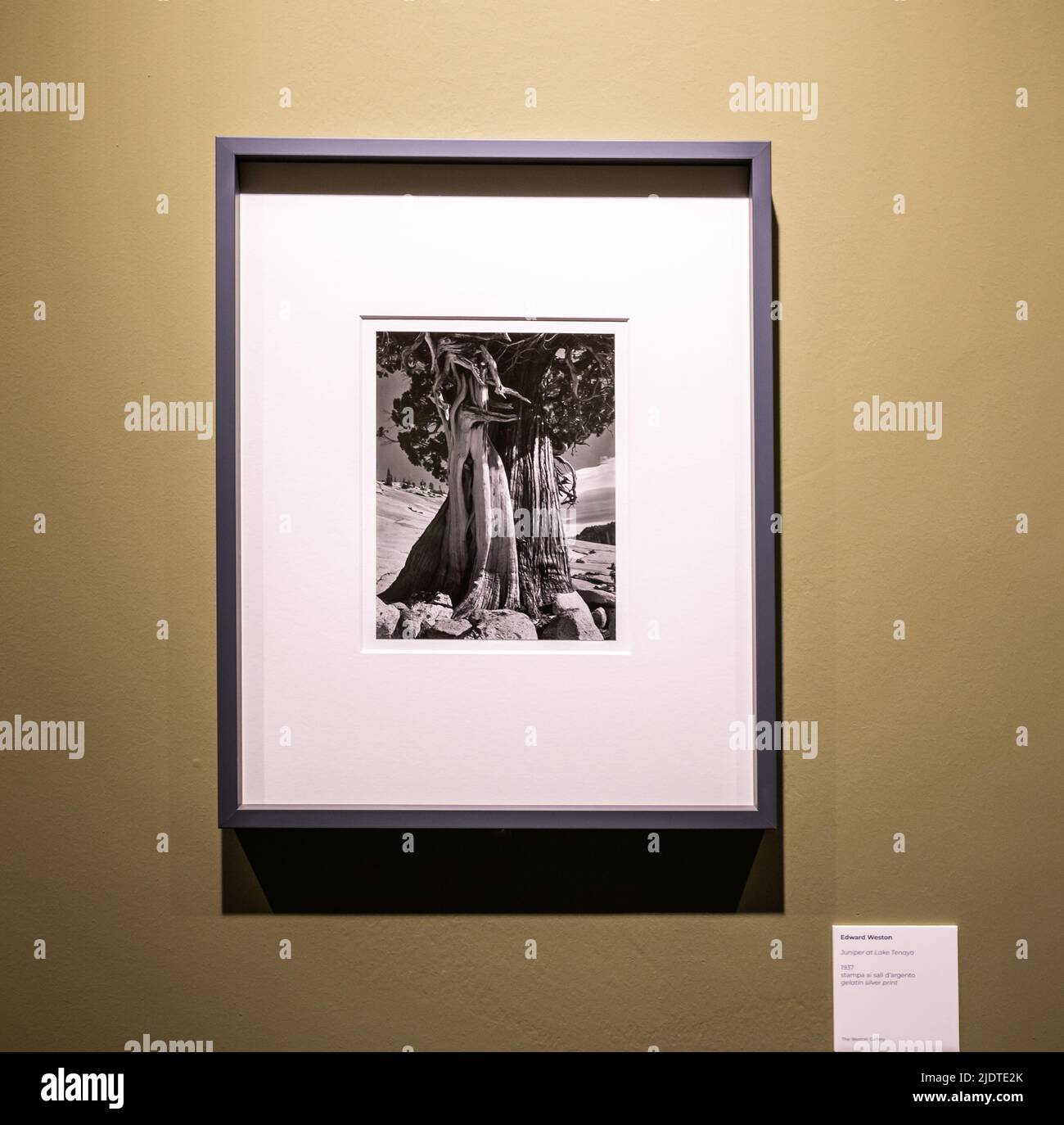 Edward Henry Weston (1886-1958) famosa fotografia "Juniper at Lake Tenaya" – 1937. Mostra al Museo Santa Giulia di Brescia, Italia, Europa. Foto Stock