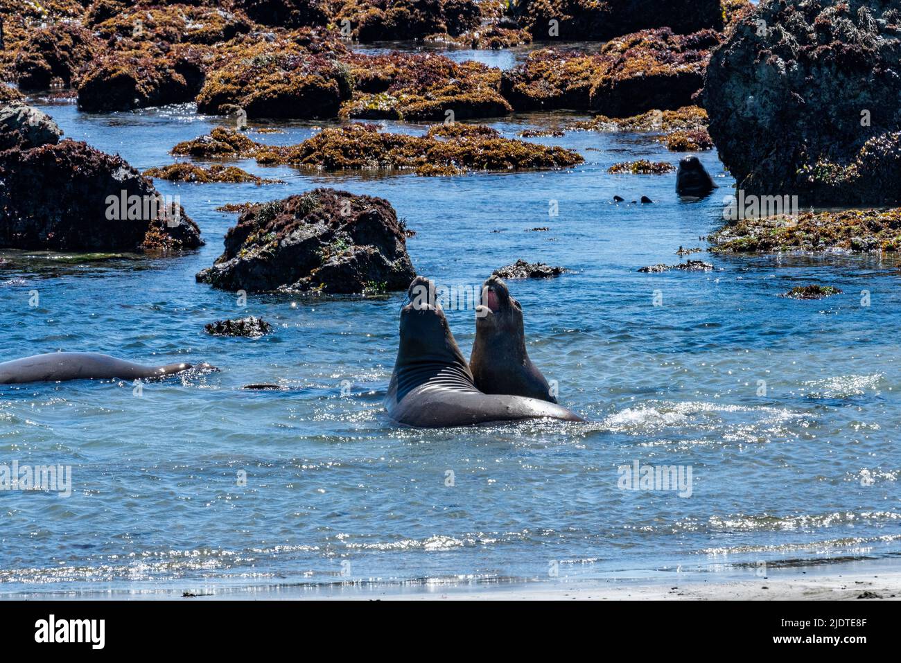USA, California, San Simeon, Male Northern Elephant Seals (Mirounga angustirostris) che si aggirano sulla costa Foto Stock