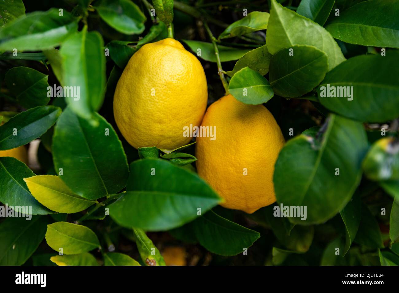 Primo piano dei limoni meyer maturi sull'albero Foto Stock