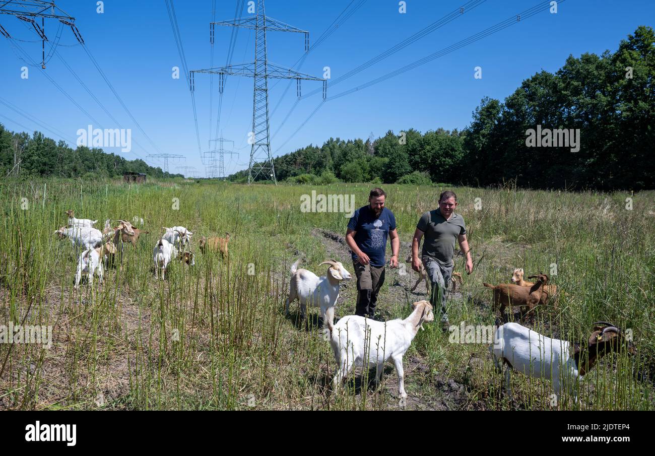 23 giugno 2022, Sassonia, Borna: Martin Graichen (l) e Christian Koschnicke della stazione ecologica Borna-Birkenhain controllano le capre di Boer in un pascolo sotto linee elettriche ad alta tensione vicino al lago Bockwitz nel distretto di Lipsia. Dall'aprile di quest'anno, una parte della linea elettrica della contea di Lipsia è stata macolata ecologicamente da bovini e caprini. Su una superficie di 5,3 ettari, gli animali forniscono manutenzione ecologica della linea. In precedenza, le aree sotto le linee aeree sono state pacciamolate ogni tre - cinque anni e mantenuto chiaro rimuovendo gli alberi individuali in determinati punti. Questo è necessario per ensur Foto Stock