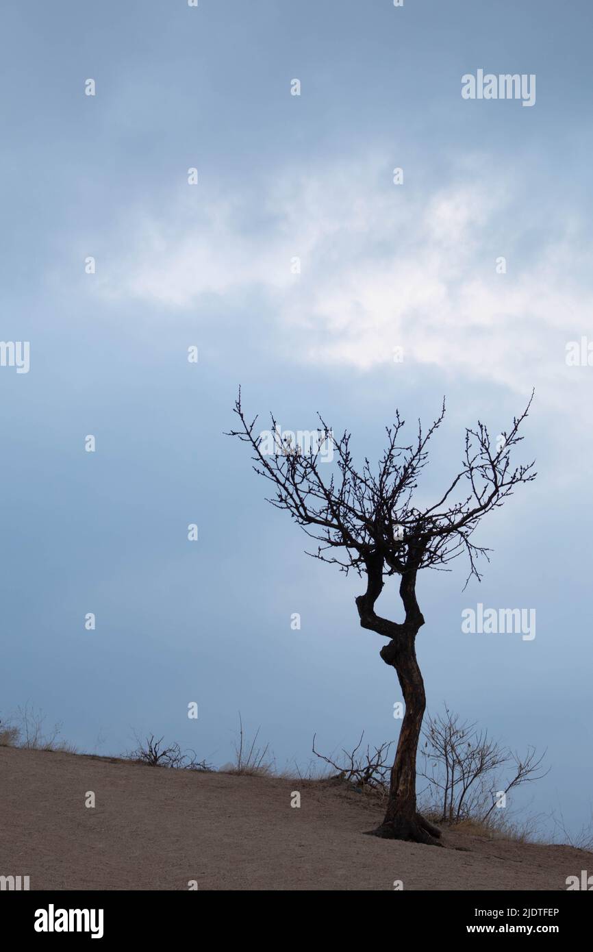 Piccolo albero, su richiesta, senza frondini, ad alta quota, durante il tramonto, nella città di Cappadocia, Turchia. Foto Stock