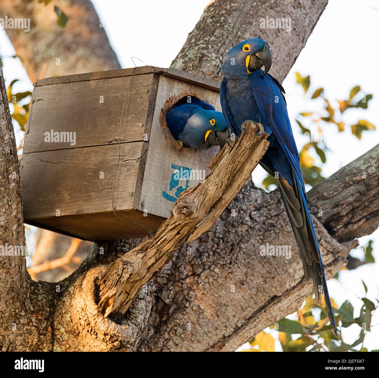 Coppia di macaws di giacinto (Anodorhynchus hyacintinus) nidificanti in un sito artificiale di nidificazione a Araras Ecolodge, Pantanal, Brasile. Foto Stock