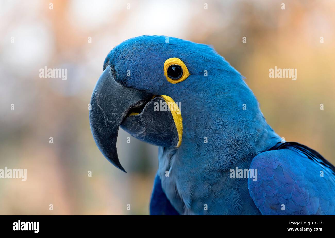 Macaw di giacinto (Anodorhynchus hyacinthinus). Pantanal, Brasile. Foto Stock