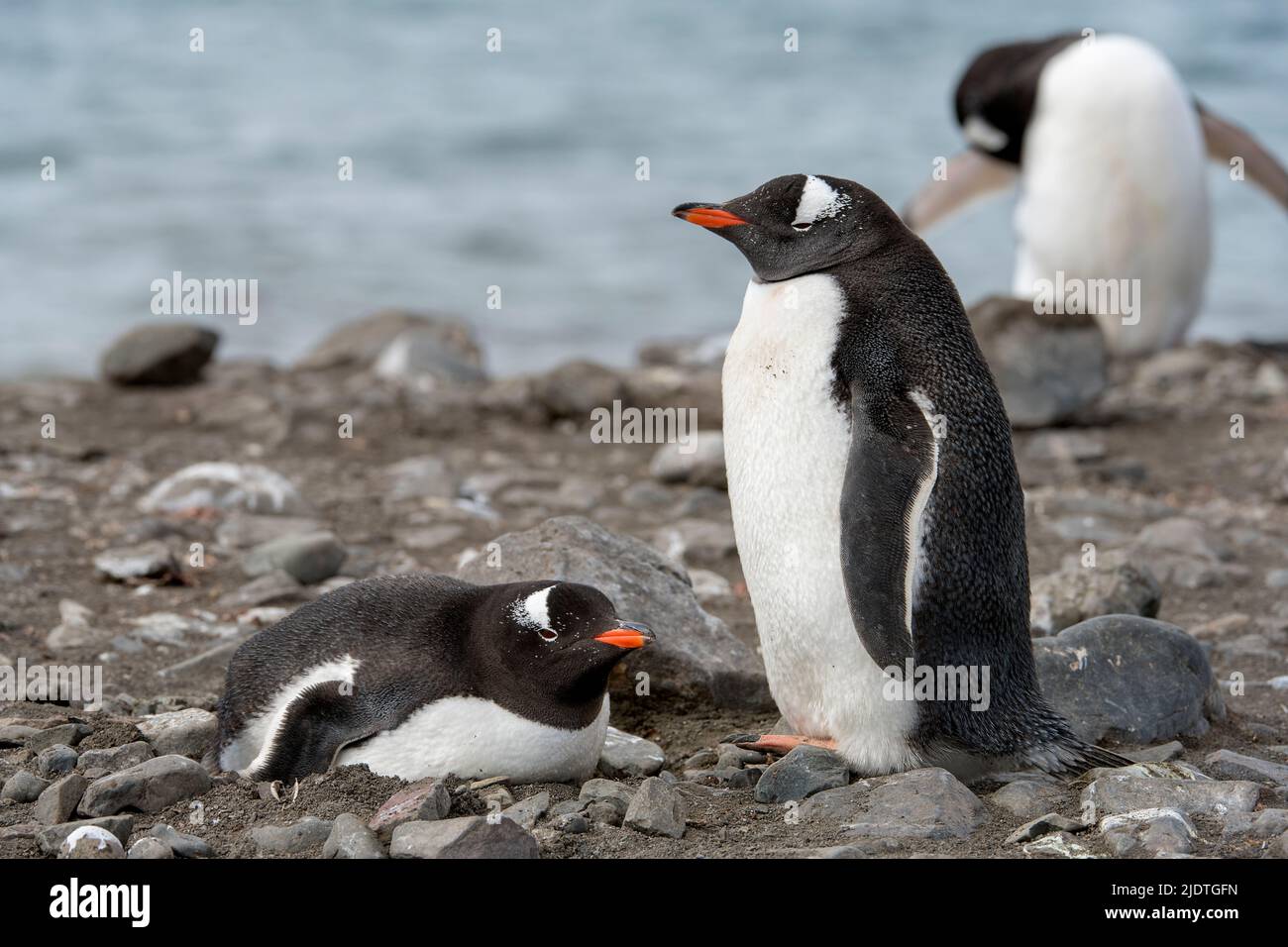 Coppia di pinguini Gentoo (Pycoscelis papua) nidi a Elephant Point, South Shetland Island, Antartide Foto Stock