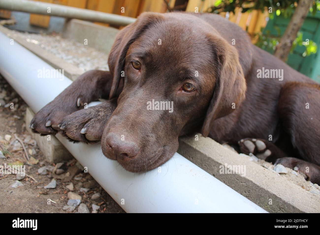 Labrador Retriever marrone. Faccia del cane in primo piano. Cucciolo di Labrador. Animali domestici in giardino. L'ambiente naturale per gli animali. Labrador puro di razza. Pedigree. Foto Stock