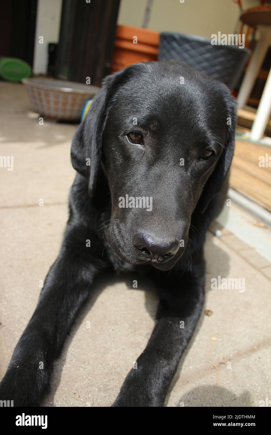 Fotografia di un Labrador Retriever nero. Cucciolo di Labrador in primo piano. Faccia nera del cane, occhi, orecchie, naso, zampe. Animali domestici nel giardino. Fotografia. Foto Stock