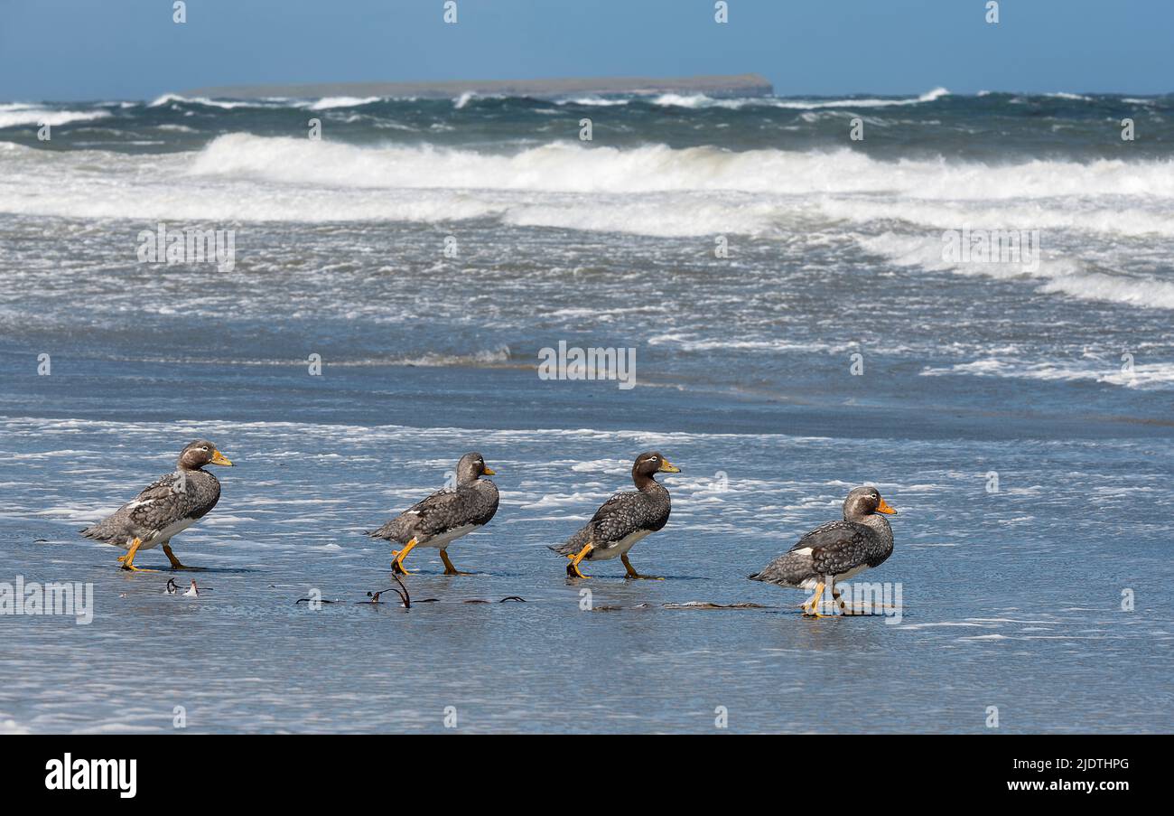 Falkland Streamer Ducks (Tachyeres brachypterus) camminando verso il mare in vento forte a Sea Lion Island, le Falklands. Foto Stock