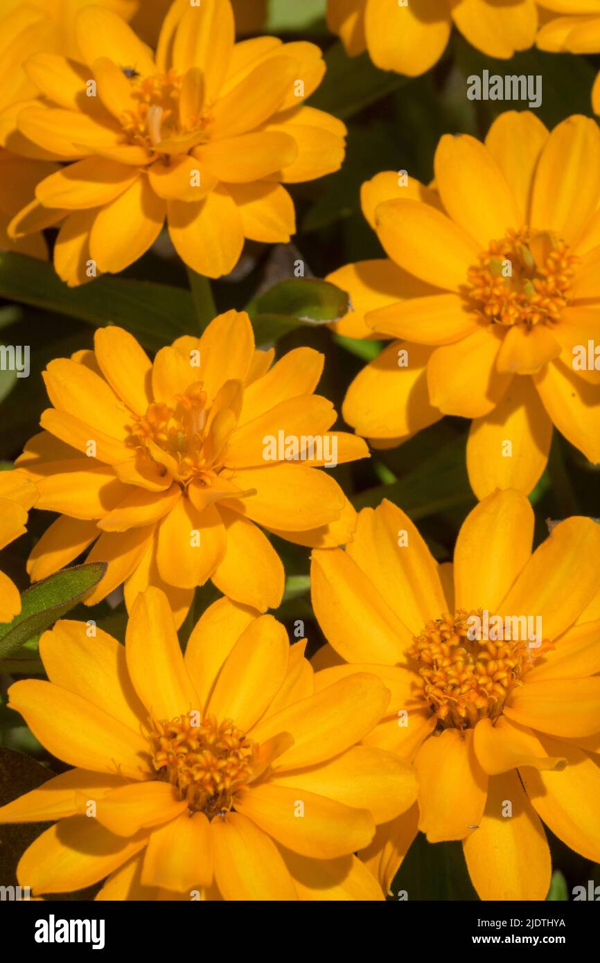 Zinnia profusione doppio oro, giallo, zinnia, fioritura, fiori Foto Stock