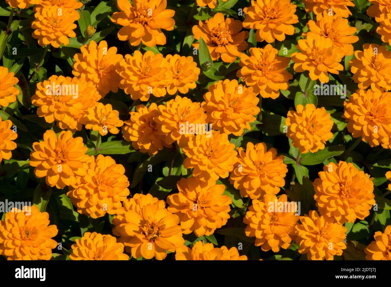 Fiori di zinnia arancione, Zinnia "doppio arancione profusione" Foto Stock