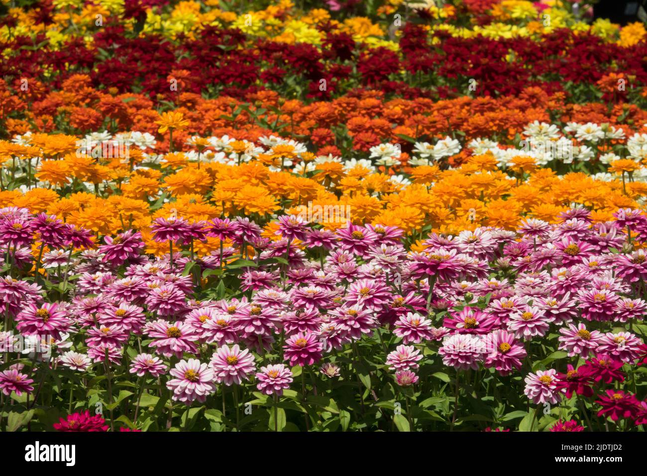 Zinnie colorate in piante Annuali Giardino, combinazione Blooming colore Fiore letto, Zinnia biancheria da letto piante Foto Stock