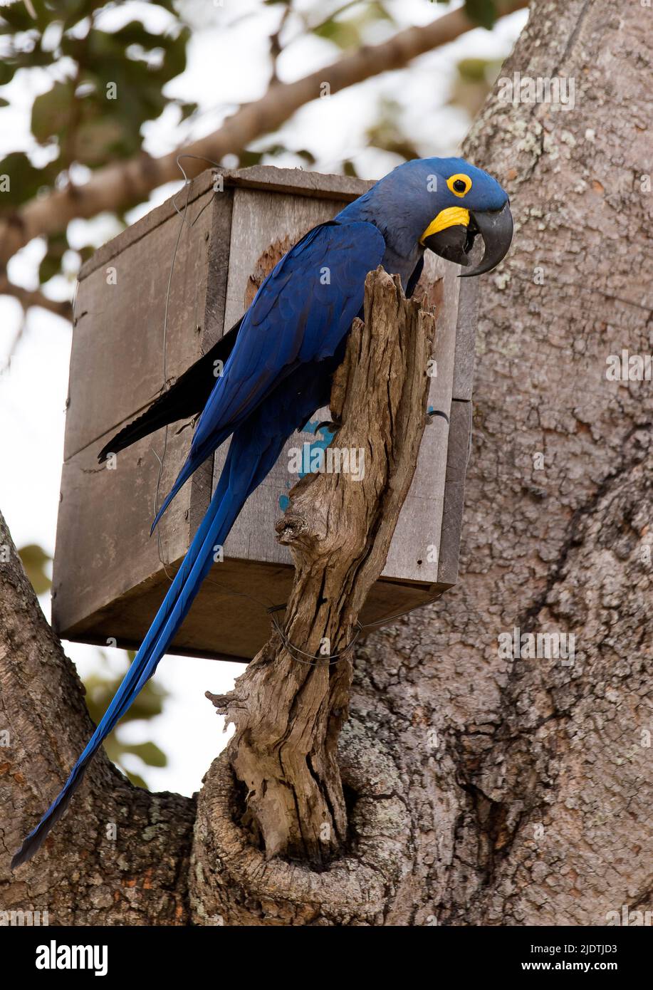 Iacinto macaw (Anodorhynchus hyacintinus) nidificante in un sito artificiale di nidificazione a Araras Ecolodge, Pantanal, Brasile. Foto Stock