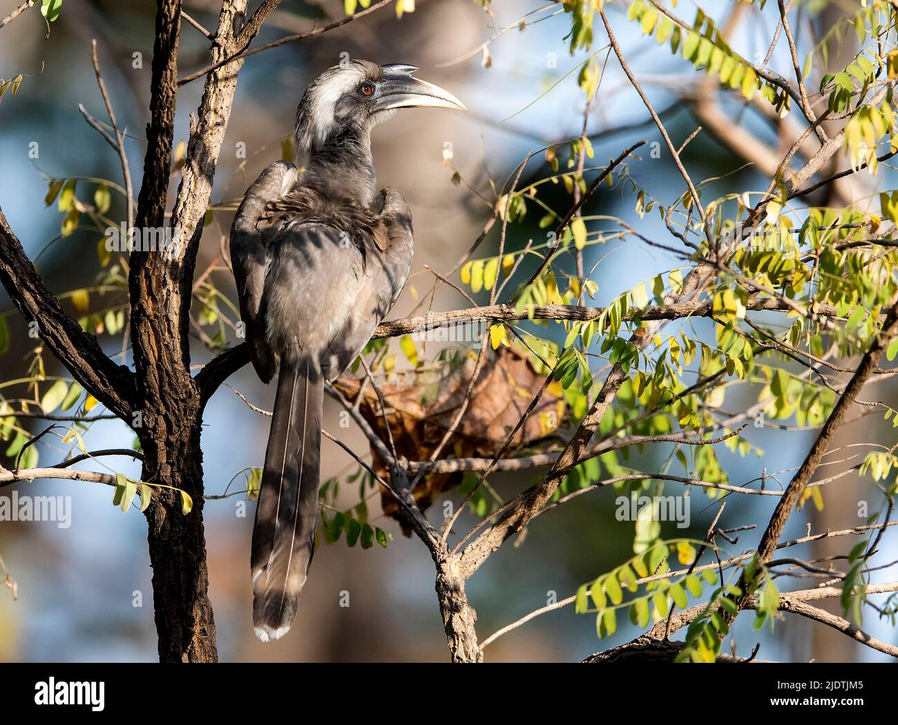 Hornbill grigio indiano (Ocyceros birostris) da Pench National Park, Madhya Pradesh, india. Foto Stock