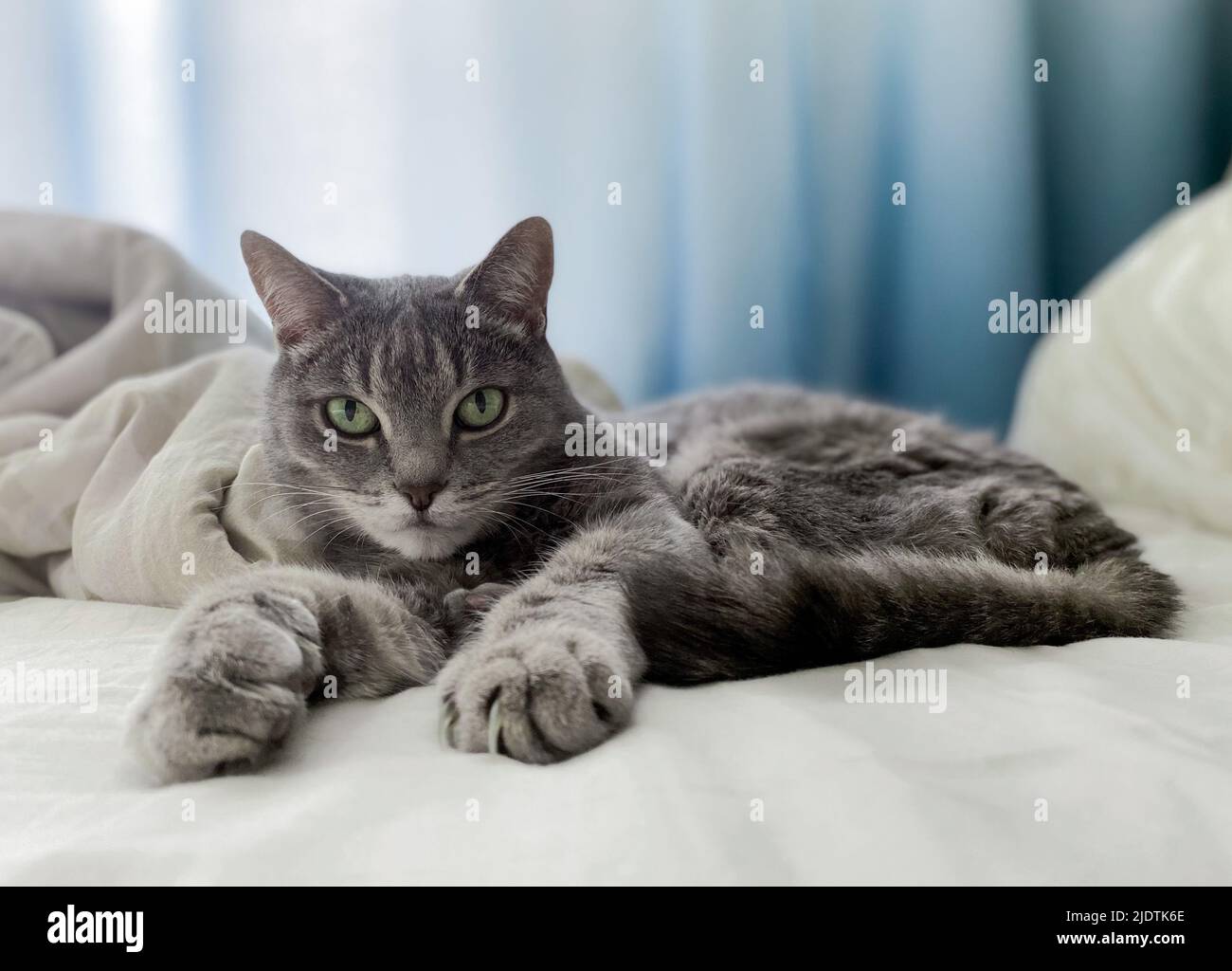 Un bel gatto grigio si trova sul letto del proprietario, comodamente sistemato, con le zampe allungate. Foto Stock