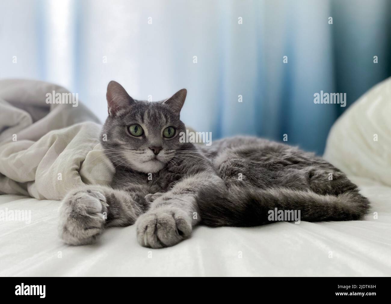 Un bel gatto grigio si trova sul letto del proprietario, comodamente sistemato, con le zampe allungate. Foto Stock