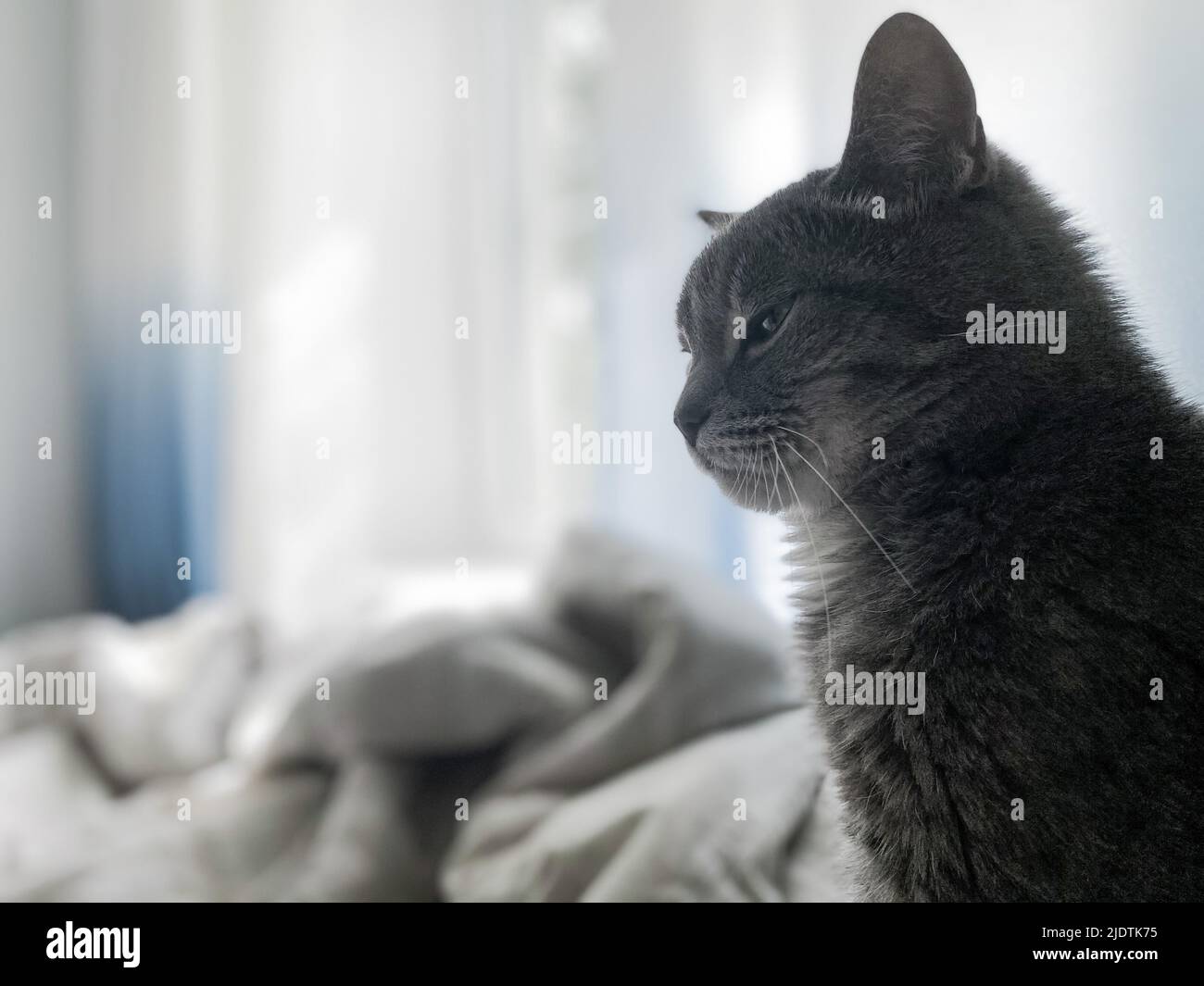 Un bel gatto grigio è seduto sul letto del proprietario con gli occhi schiacciati. Sullo sfondo di tende blu, biancheria da letto bianca. Spazio di copia. Foto Stock