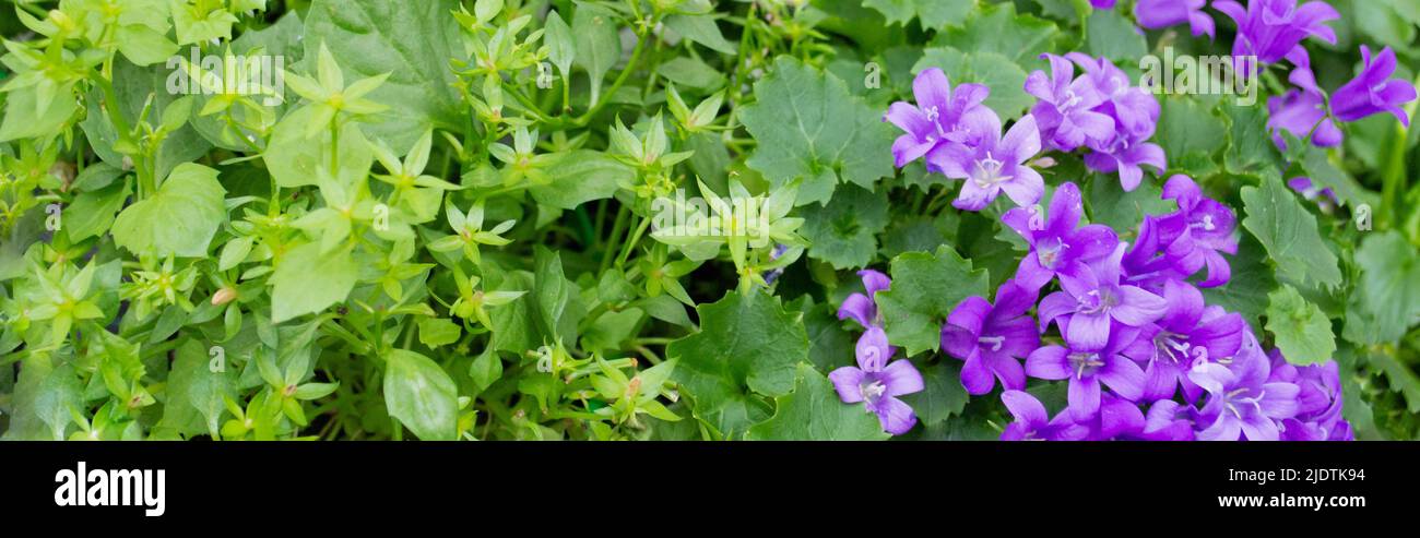 Banner con bellissimo sfondo floreale primaverile: Verde brillante e succoso, fiori bianchi e lilla. Spazio di copia. Fiori della varietà Campanula di t Foto Stock