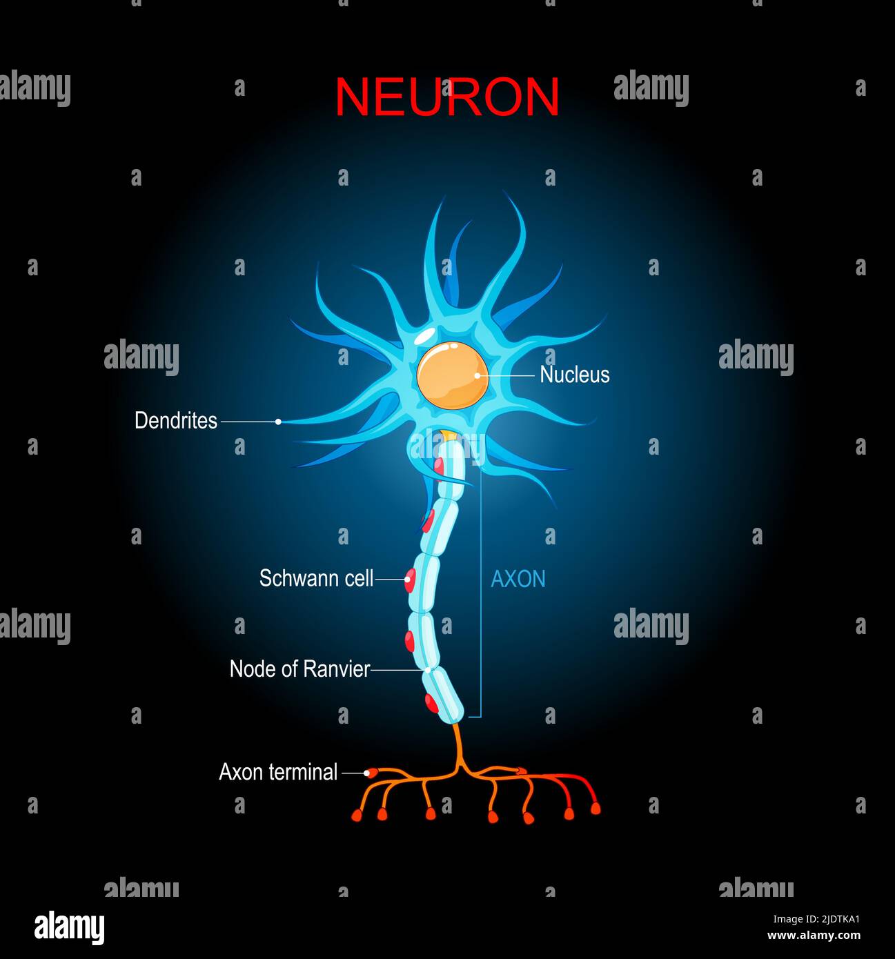 Struttura del neurone cerebrale. Anatomia biologica di cellule neuronali. Corpo cellulare, dendriti, e un singolo assone. Neurone su sfondo scuro. Diagramma vettoriale Illustrazione Vettoriale