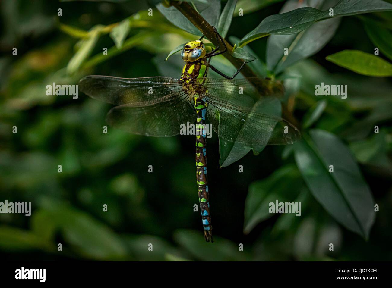 Una libellula appesa su una foglia Foto Stock