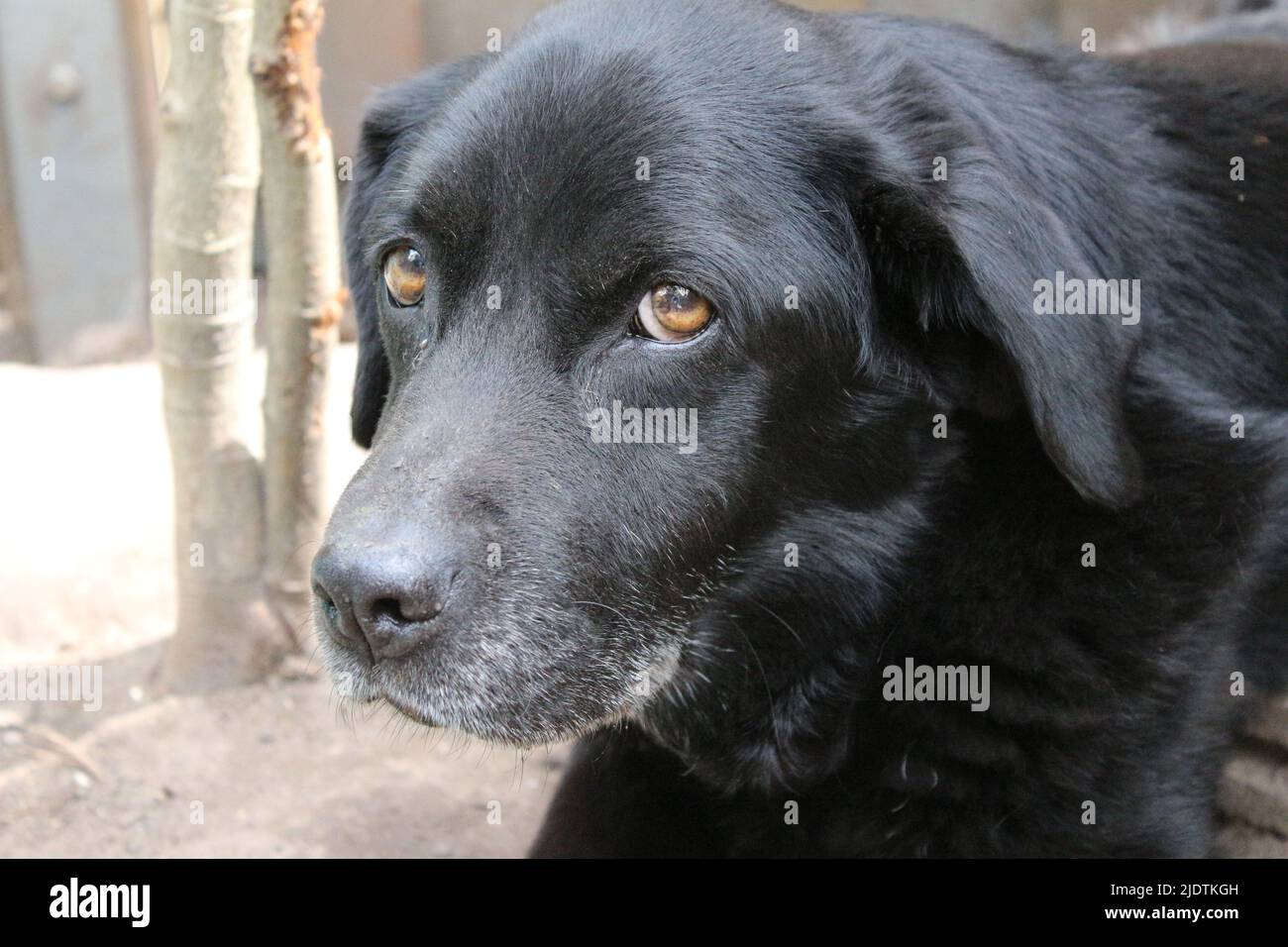 Fotografia di un Labrador Retriever nero. Vecchio Labrador in primo piano. Faccia nera del cane, profilo, occhi, orecchie, naso. PET ritratto in giardino. Fotografia Foto Stock