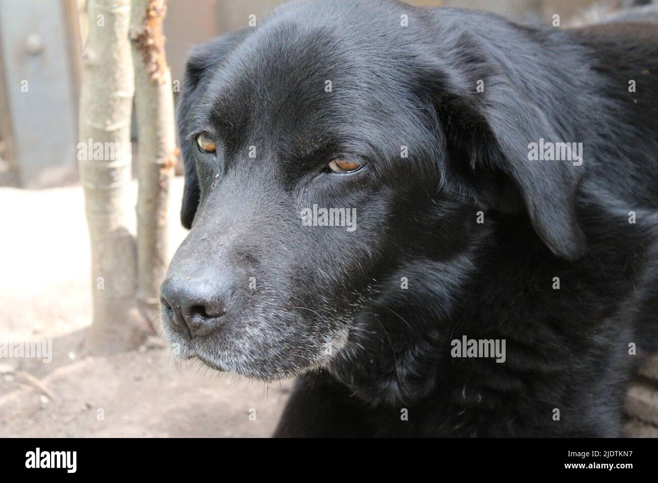 Fotografia di un Labrador Retriever nero. Vecchio Labrador in primo piano. Faccia nera del cane, profilo, occhi, orecchie, naso. PET ritratto in giardino. Fotografia Foto Stock