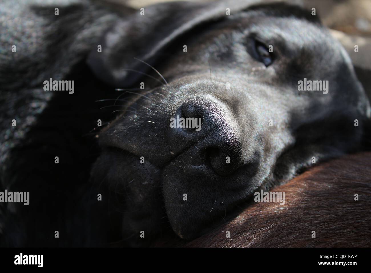 Fotografia di un Labrador Retriever nero. Cucciolo di Labrador in primo piano. Faccia nera del cane, occhi, orecchie, naso, zampe. Animali domestici nel giardino. Fotografia. Foto Stock