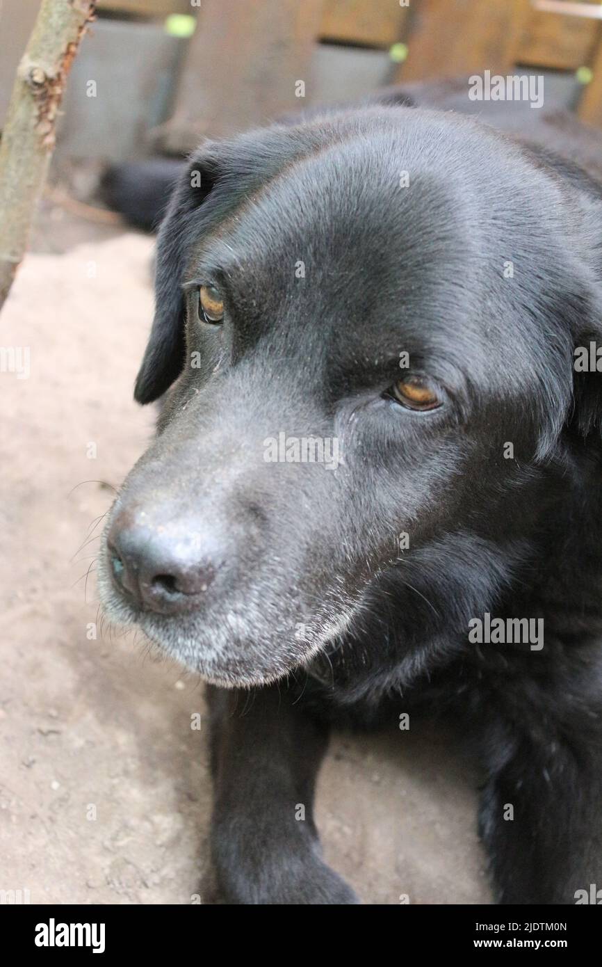 Fotografia di un Labrador Retriever nero. Vecchio Labrador in primo piano. Faccia nera del cane, profilo, occhi, orecchie, naso. PET ritratto in giardino. Fotografia Foto Stock