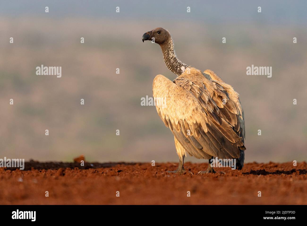 Avvoltoio con sostegno bianco (Gyps africanus) da Zimanga, Sudafrica. Foto Stock