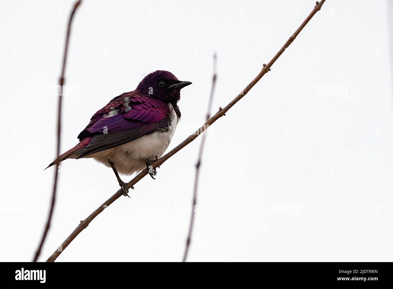 Stalling con sfondo violetto (Cinnyricinclusis leucogaster), maschio, di Zimanga, Sudafrica. Foto Stock